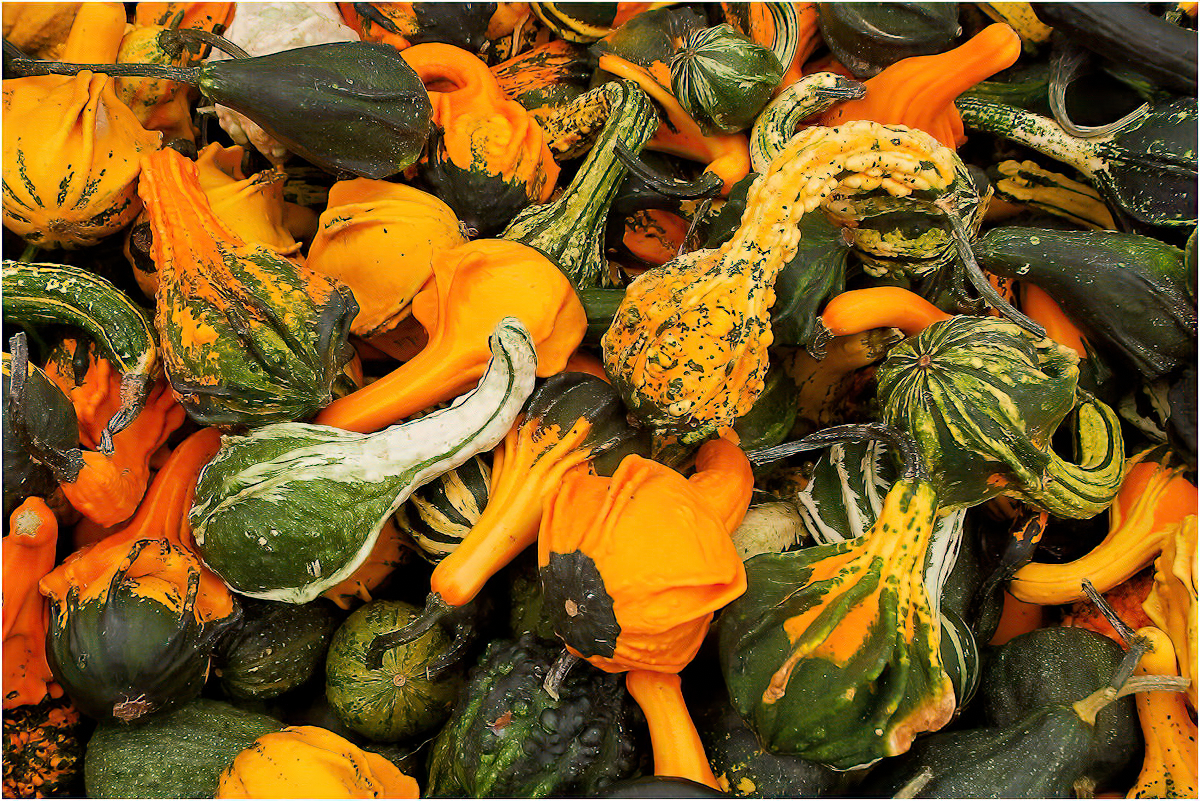 Gheno Rich Gourds Galore Pictorial   Class A 20260415